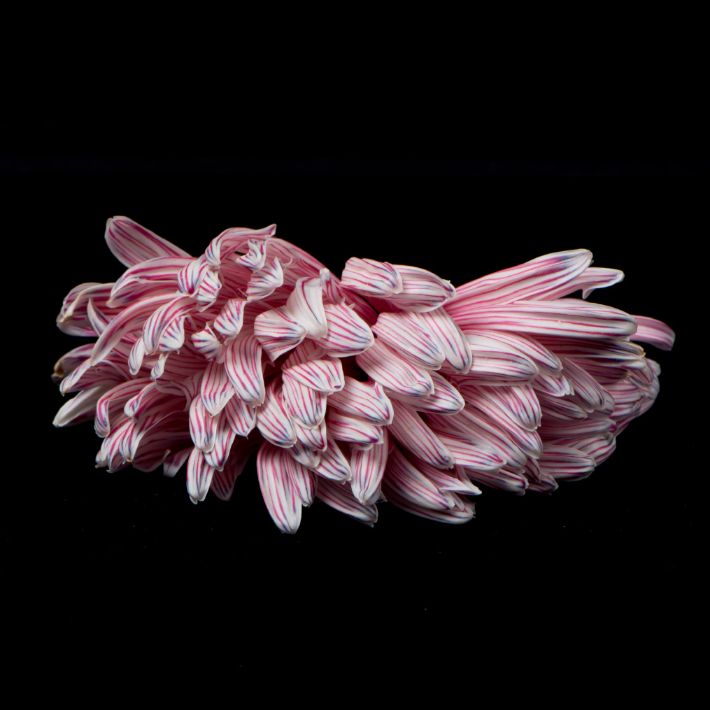 Chrysanthimum