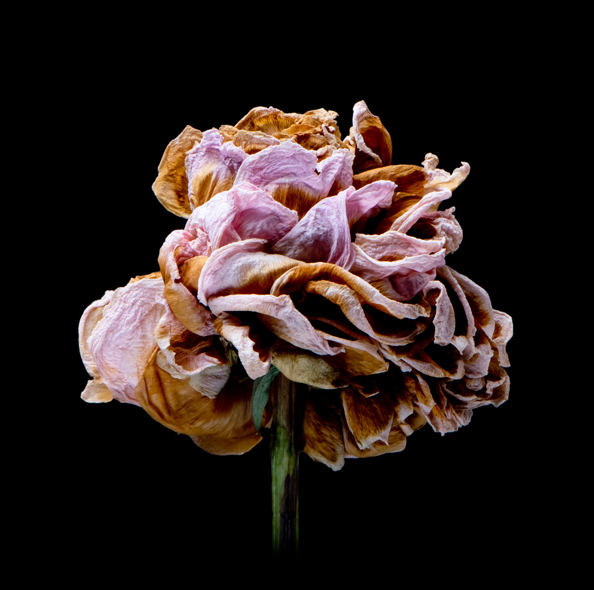 Peonie Decay