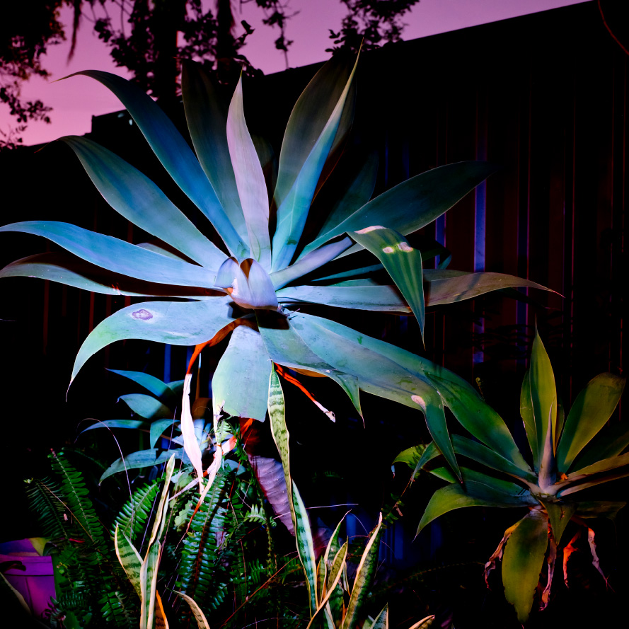 Agave