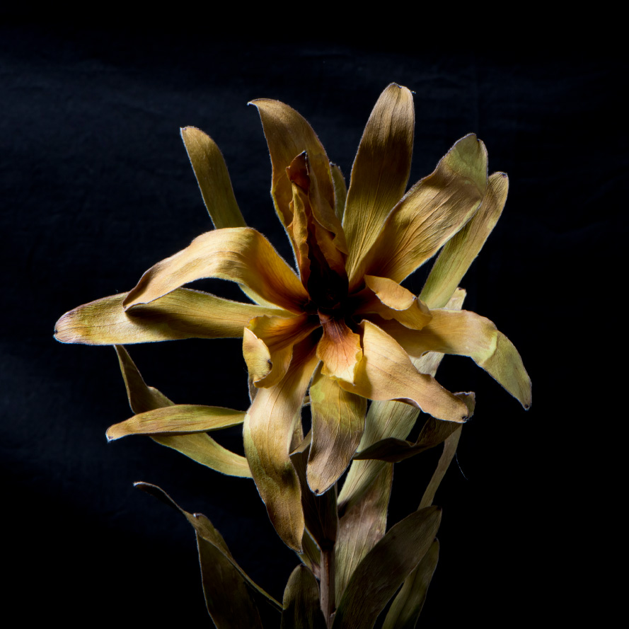 Flower last
