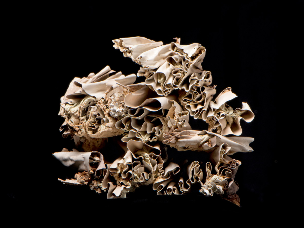 Dried Paint